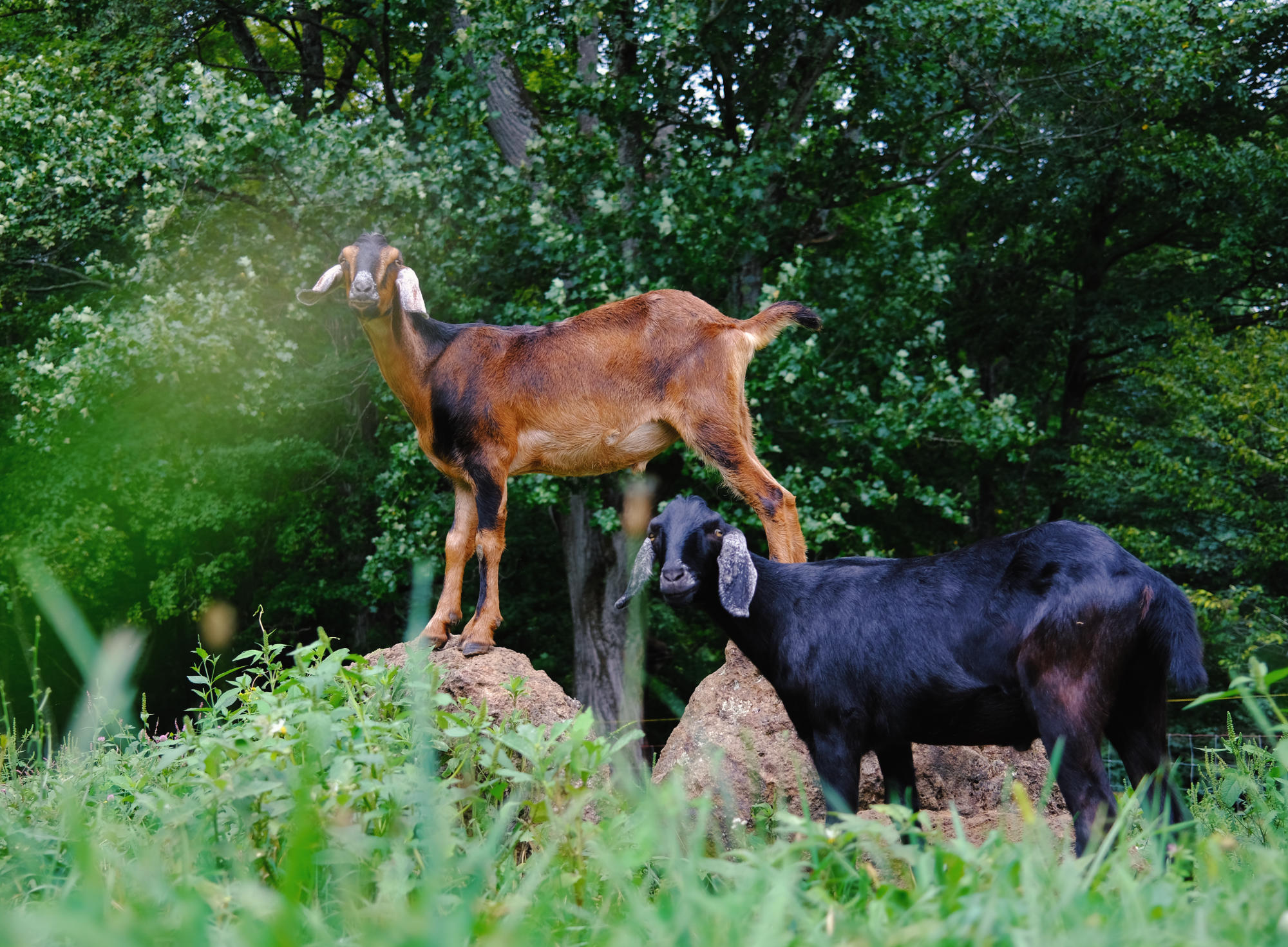 Image of the farm's goats standing on a rock.